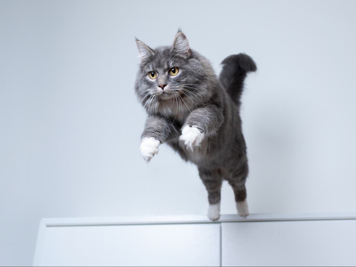 What is a Leap Year and when will it happen?