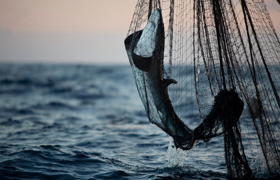 A shark is hauled in as bycatch. Undocumented vessels often fish for tuna with 7-mile long gill nets when fishing with a net over 1.5 miles is illegal