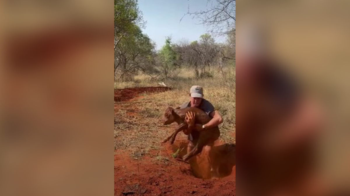 Moment ‘hero farmer’ saves newborn calf that got trapped down hole