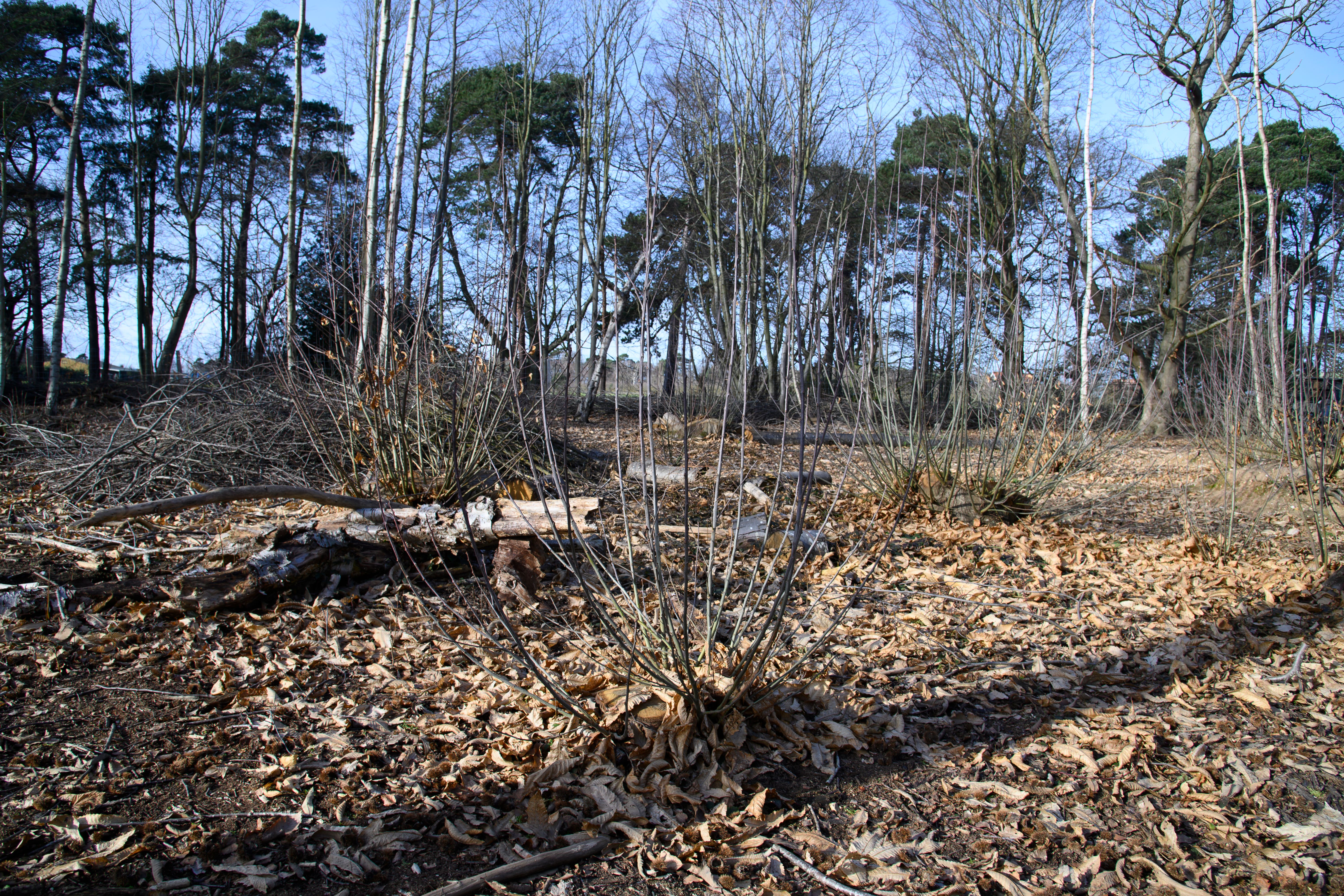 Coppicing work takes place at Sutton Hoo (National Trust Images/Darren Olley/PA)
