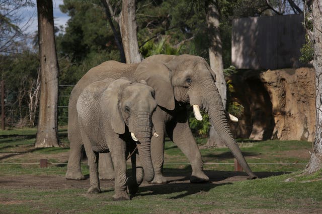 Elephants In Zoos