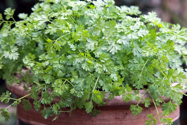 Unusual herbs to grow at home (Alamy/PA)