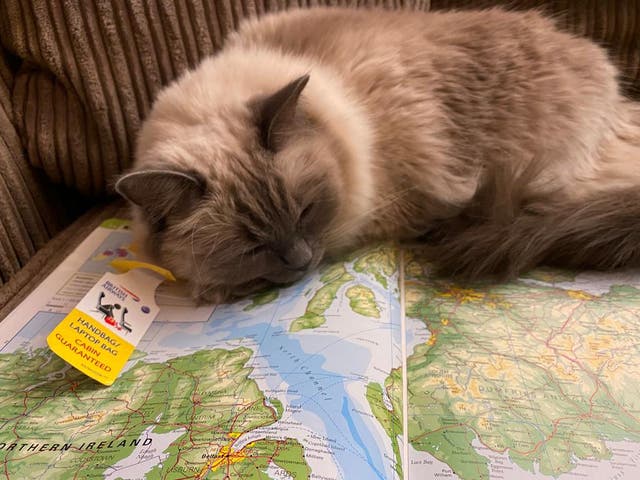 <p>Dream trip? At present cats travelling from Great Britain to Northern Ireland must meet the same strict requirements as pets entering the European Union </p>