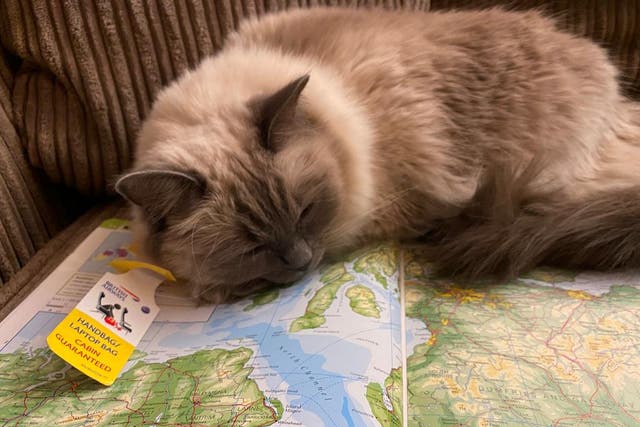 <p>Dream trip? At present cats travelling from Great Britain to Northern Ireland must meet the same strict requirements as pets entering the European Union </p>