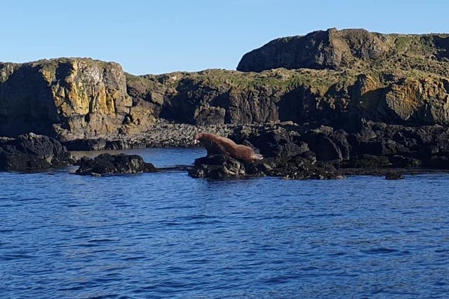 The walrus was spotted on Cairn na Burgh Beag, which is part of the Treshnish Isles (Lorn MacRae/PA)