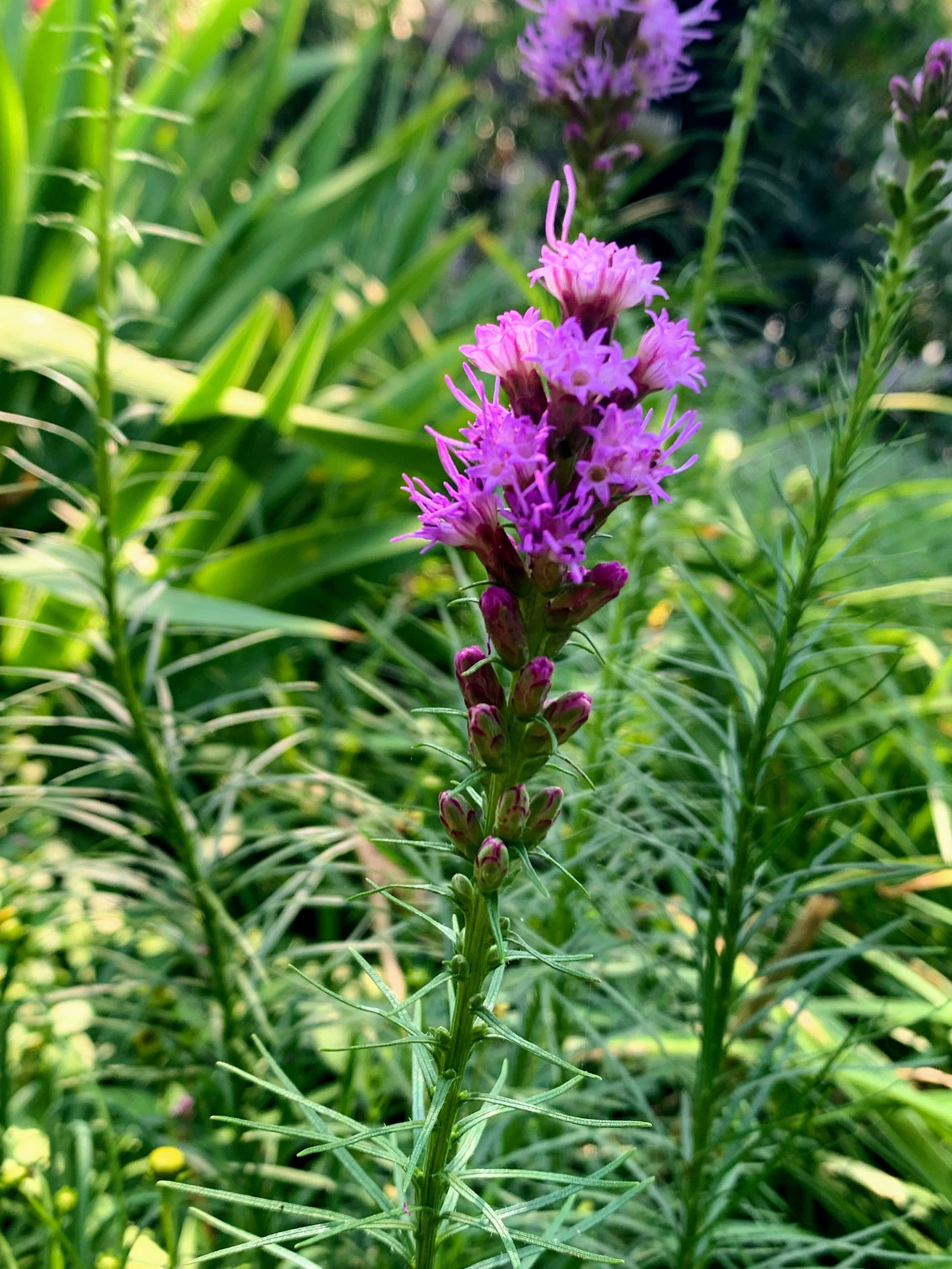 Gardening Botanical Latin