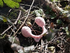 Constance Marten: Police find child’s ear muffs near arrest site