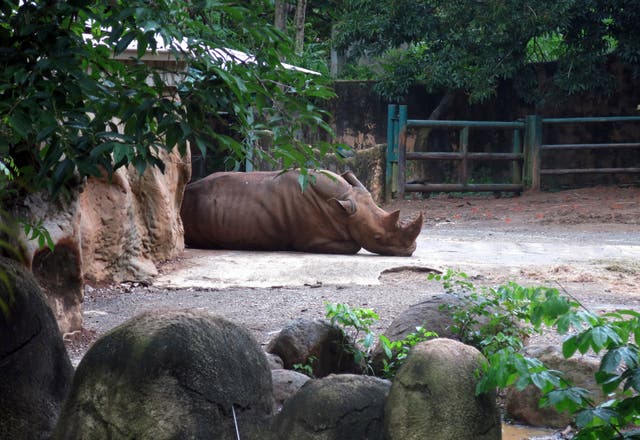 PUERTO RICO-ZOOLÓGICO-CLAUSURA