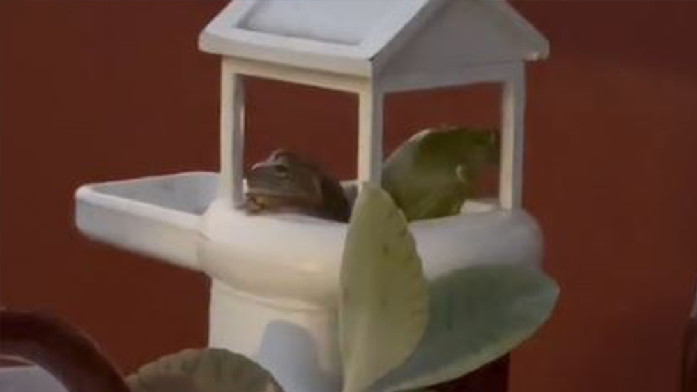 TikToker shares crazy journey of 3D printing house for a frog Lifestyle Independent TV