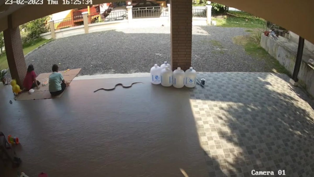 Moment ‘deadly’ cobra slithers up to couple relaxing on patio