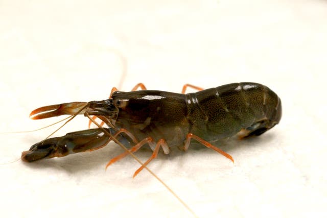 Young snapping shrimps’ claws were said to accelerate in water like a bullet (Jacob Harrison/PA)