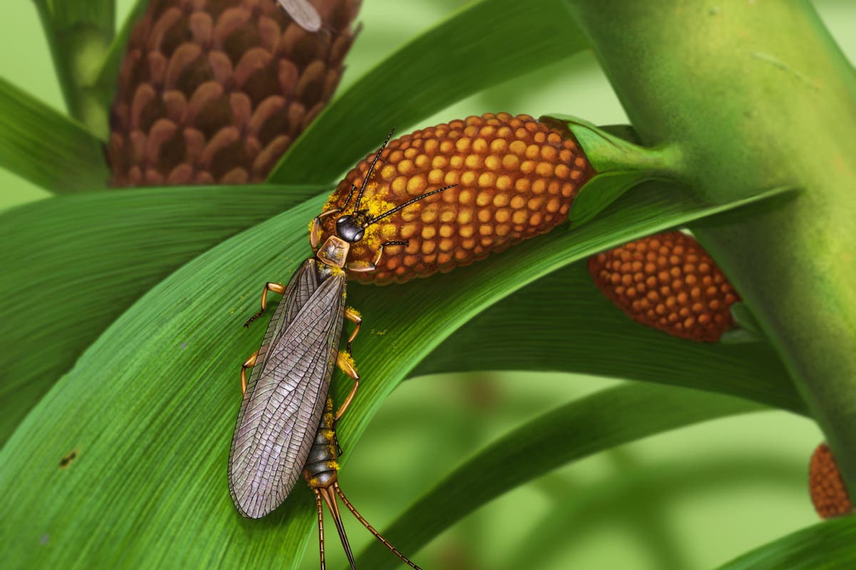 Scientists uncover earliest insects covered in pollen from 280 million years ago