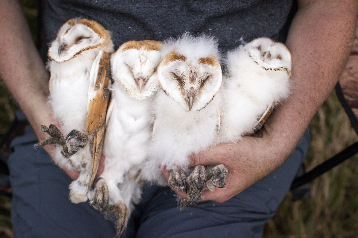 Northern Ireland celebrates as bumper year for barn owls gives boost to its fragile population