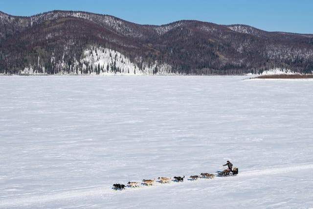 Iditarod Dwindling Mushers