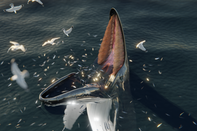 <p>Digital reconstruction of a humpback whale trap feeding</p>