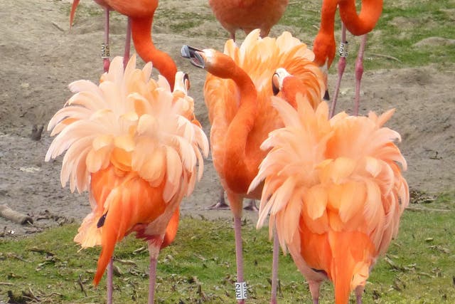 Flamingos form cliques with like-minded friends, researchers have claimed (Paul Rose/WWT)