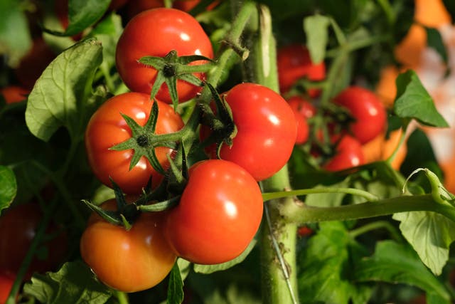<p>You can grow your own tomatoes at home</p>