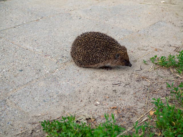 <p>‘We welcome everyone, even hedgehogs’ an airport spokesperson said </p>