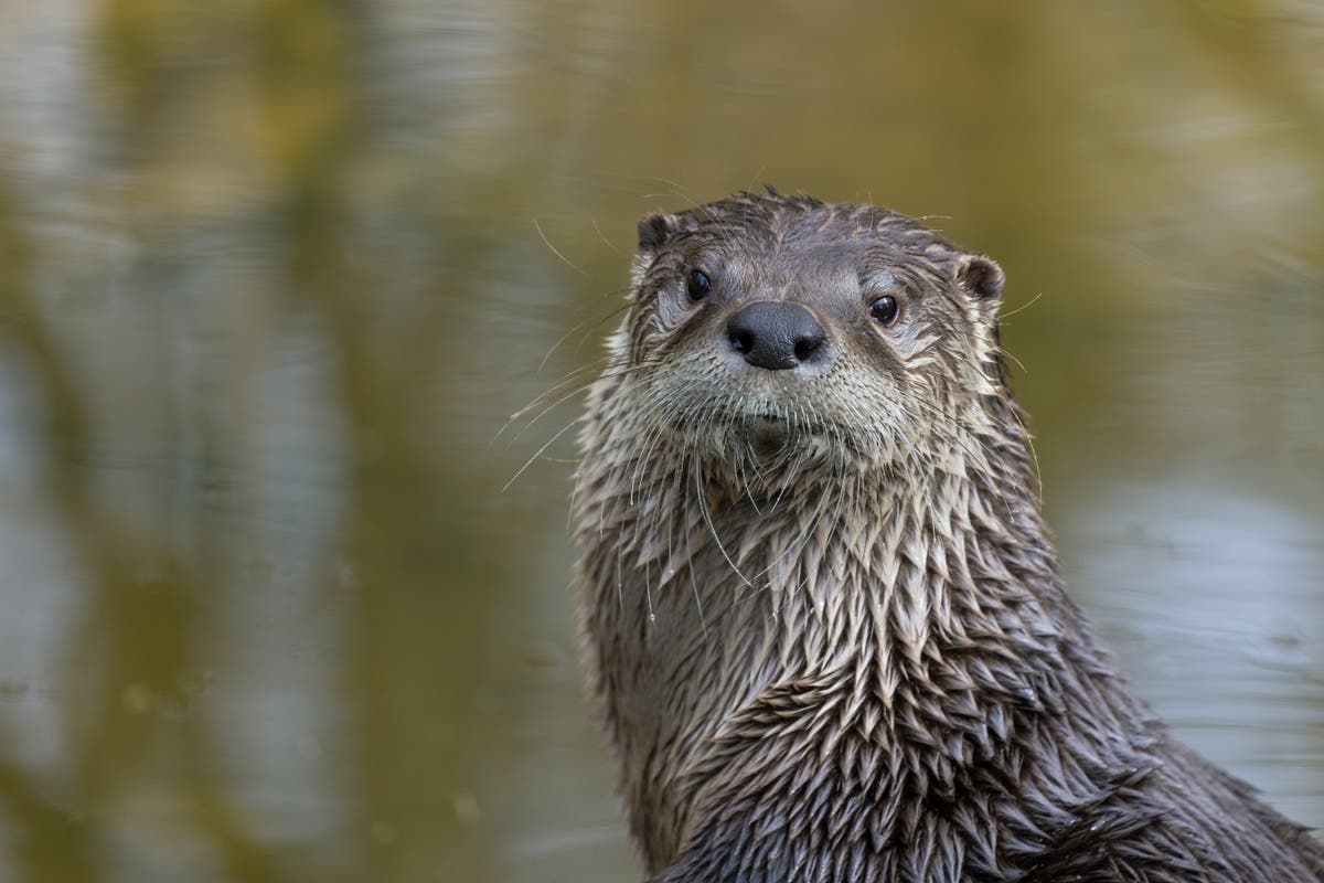 Villagers set up electric fence after ‘terrifying’ otter causes thousands of pounds of damage