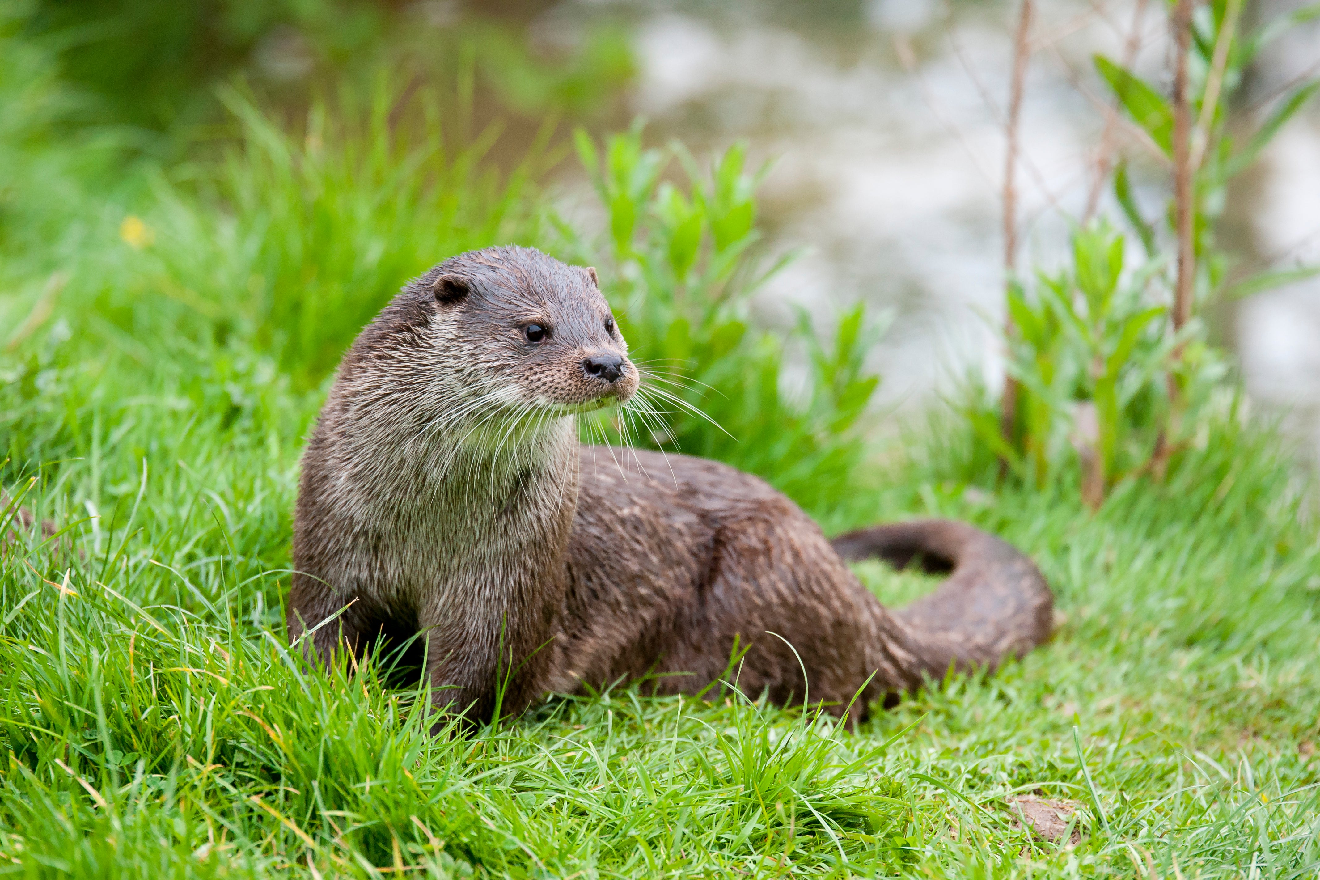 Villagers realised an otter was eating the fish five weeks ago