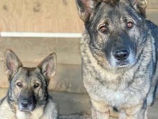 Woman claims hunter shot, beheaded and skinned her two German Shepherds