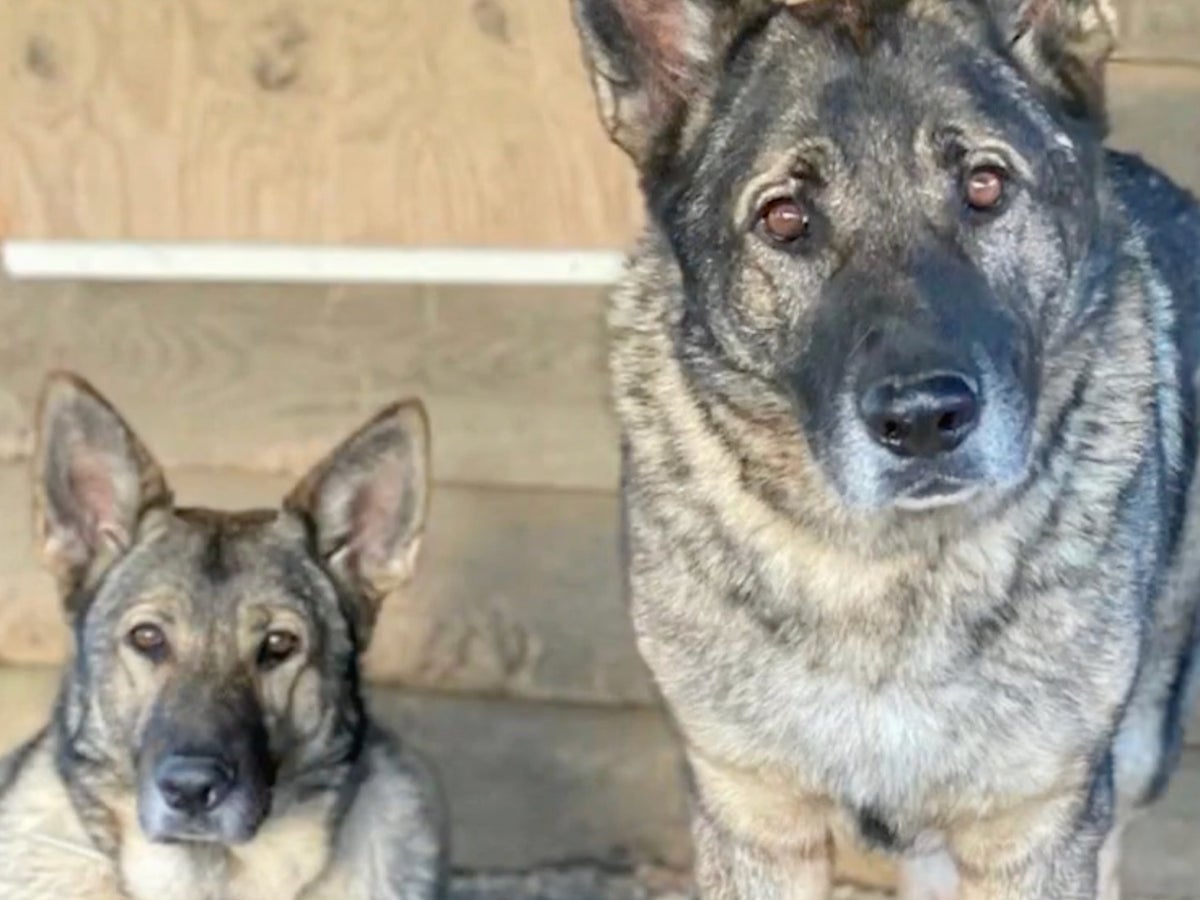 Woman claims hunter shot, beheaded and skinned her two German Shepherds