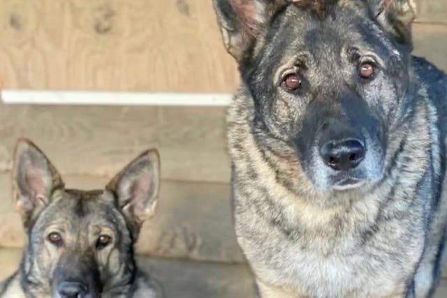<p>A woman in Connecticut has alleged that her two dogs were killed by a hunter who thought they were wolves</p>