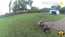 Moment police officer lassos ‘nuisance’ alligator near Florida homes