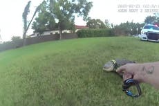 Moment police officer lassos ‘nuisance’ alligator near Florida homes