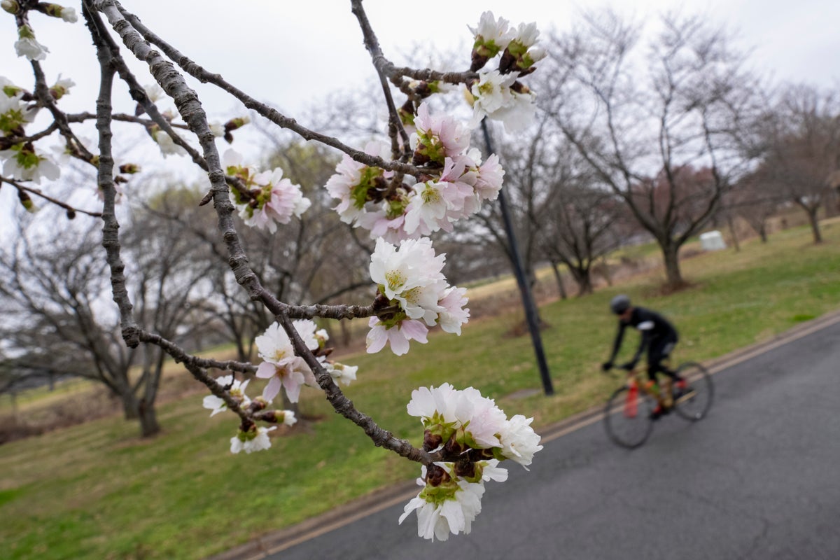 DC's cherry blossoms coming early due to confusing weather