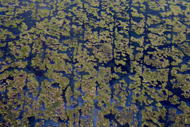 Wetlands Damage Oil Lawsuits