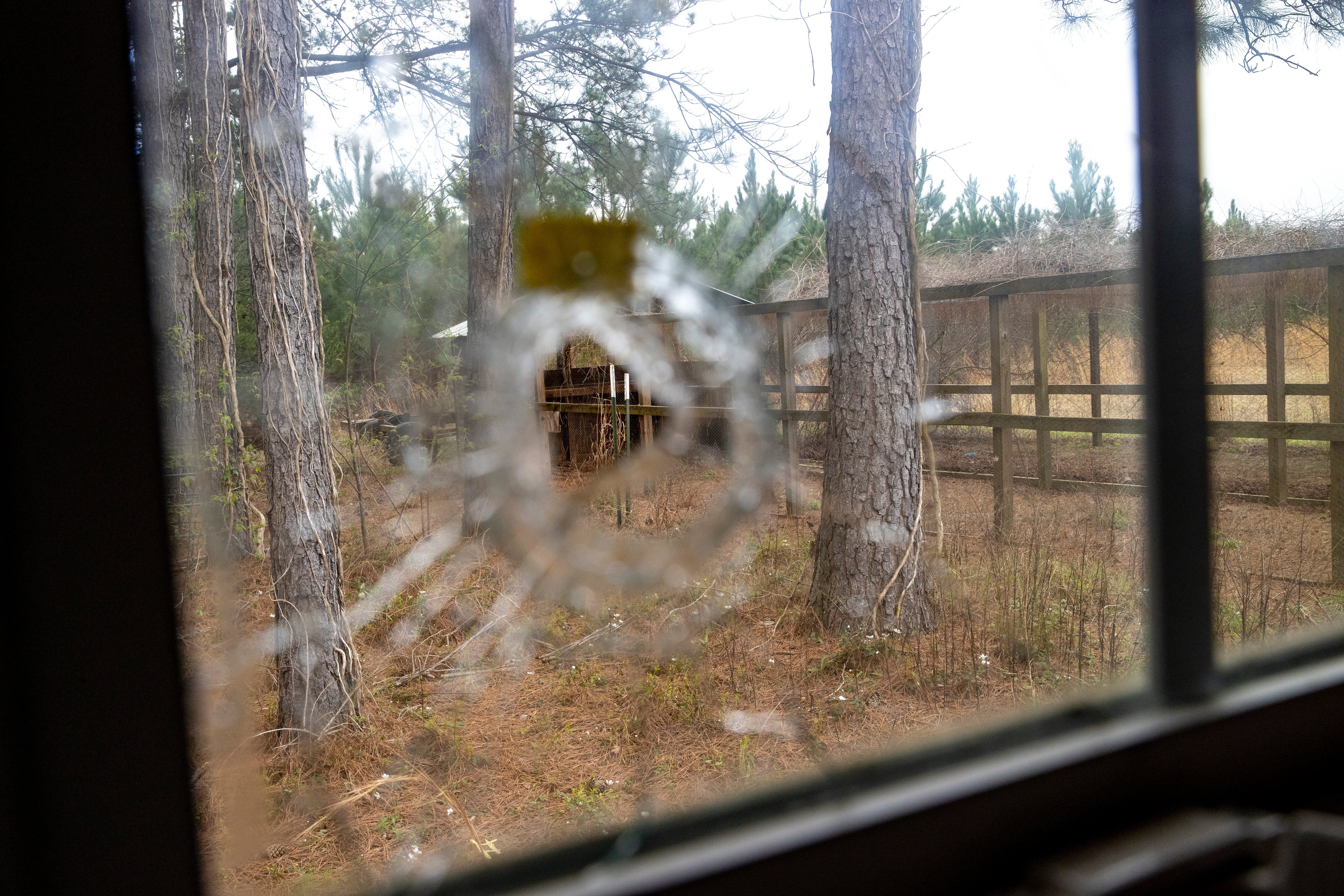 A bullet hole is seen from inside of the feed room at the Murdaugh Moselle property on Wednesday