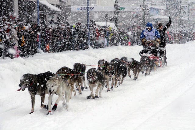 IDITAROD-CADA VEZ MENOS TRINEOS