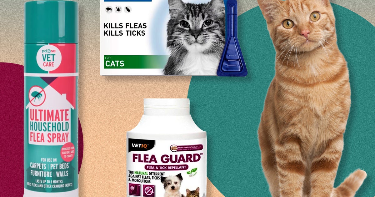 Best flea treatment for cats 2023: Vet-recommended spot-on and oral solutions | The Independent Best Flea Treatment For Cats 2023: Vet-Recommended Spot-On And Oral Solutions | The Independent