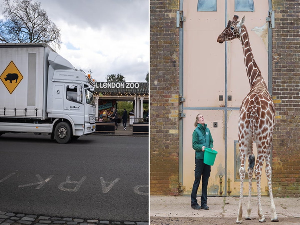 1200px x 900px - Giraffe transported in 'convertible' to London zoo | Lifestyle |  Independent TV
