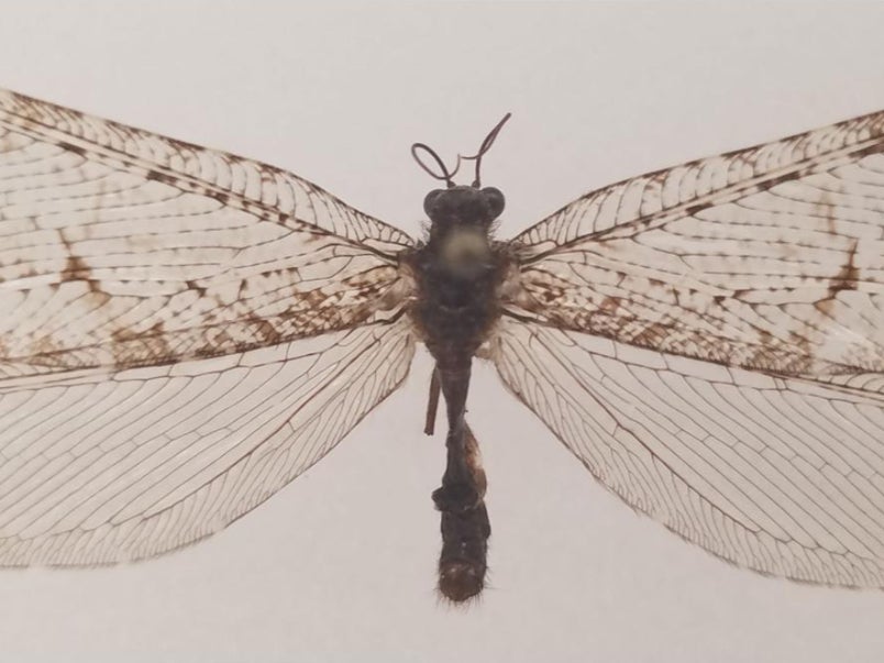 A Polystoechotes punctata or giant lacewing collected in Fayetteville, Arkansas, in 2012 by Dr Michael Skvarla
