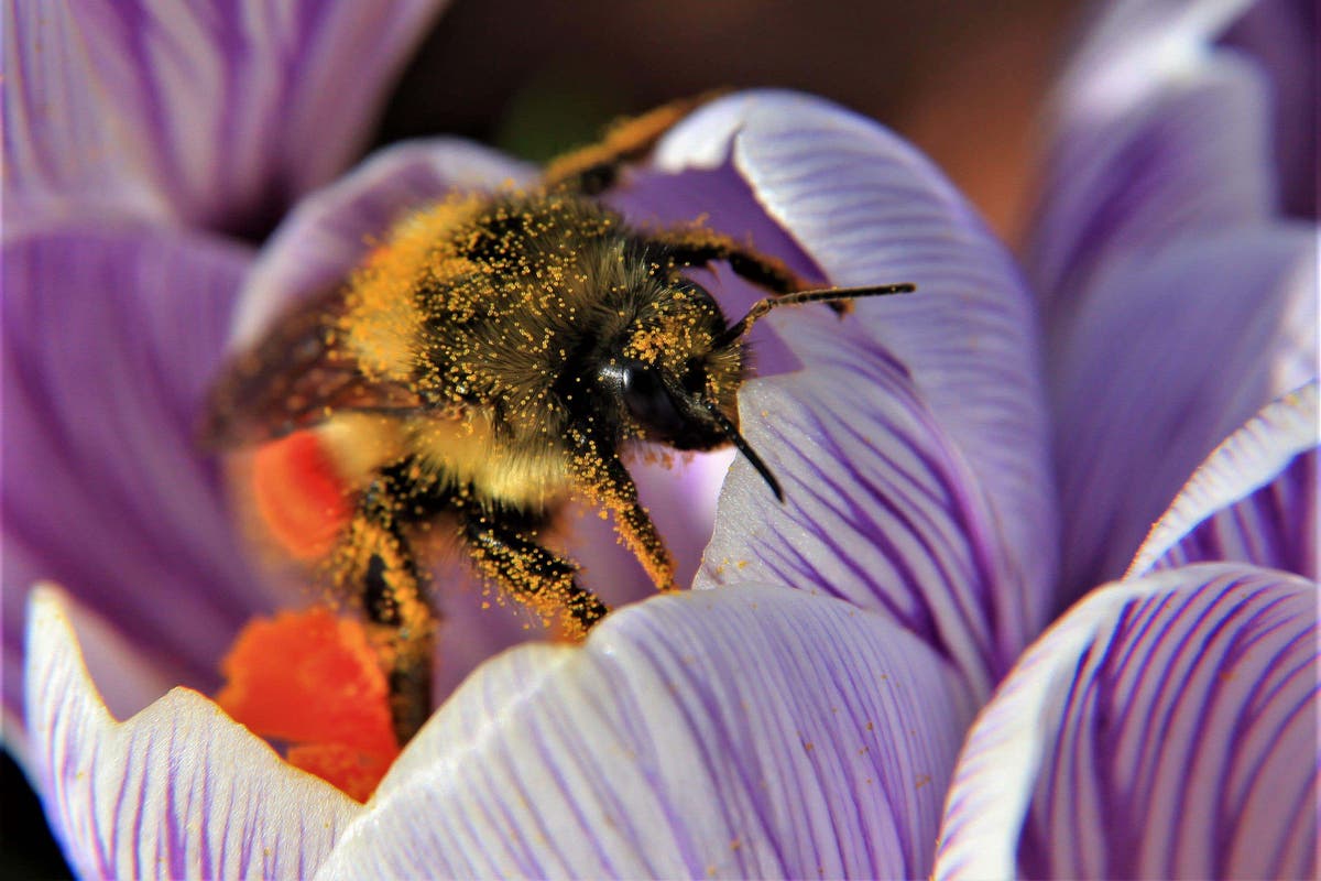 World Wildlife Day: 7 ways gardeners can make a difference