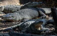 Teenager attacked by crocodile during flood evacuations in Australia