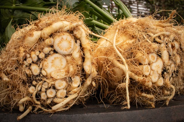 Jack Buck Farms, based near Spalding, Lincolnshire, is planting 50% more celeriac than five years ago as a result of growing demand. (Jack Buck Farms/ PA)