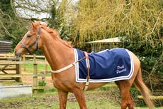 Racehorse named in honour of late Queen finds a friend in a Corgi