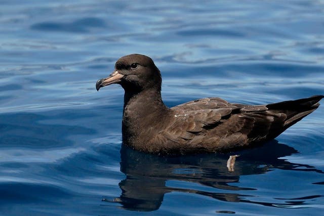 Flesh-footed shearwaters were found to be suffering from a new disease caused by plastic (handout/Ed Dunens/PA)