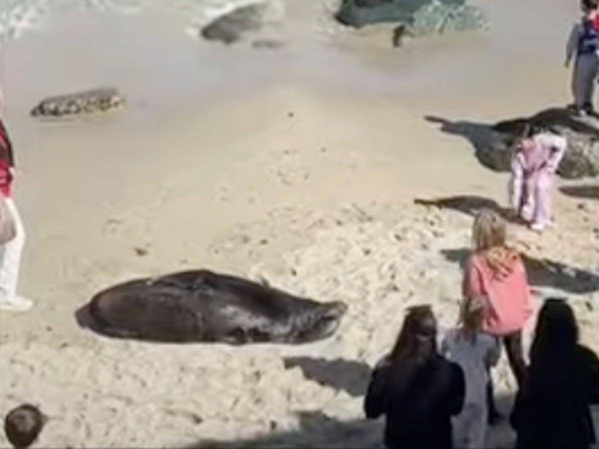 Girl bothering Sea Lions in San Diego is told to leave by life guard: ‘people have to get out of the way’