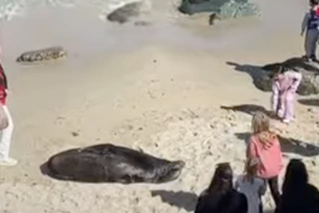 <p>A girl was asked to leave a San Diego beach after throwing sand and rocks at a sea lion on numerous occasions</p>