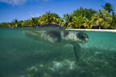 UK pledges nearly £75 million to marine conservation projects