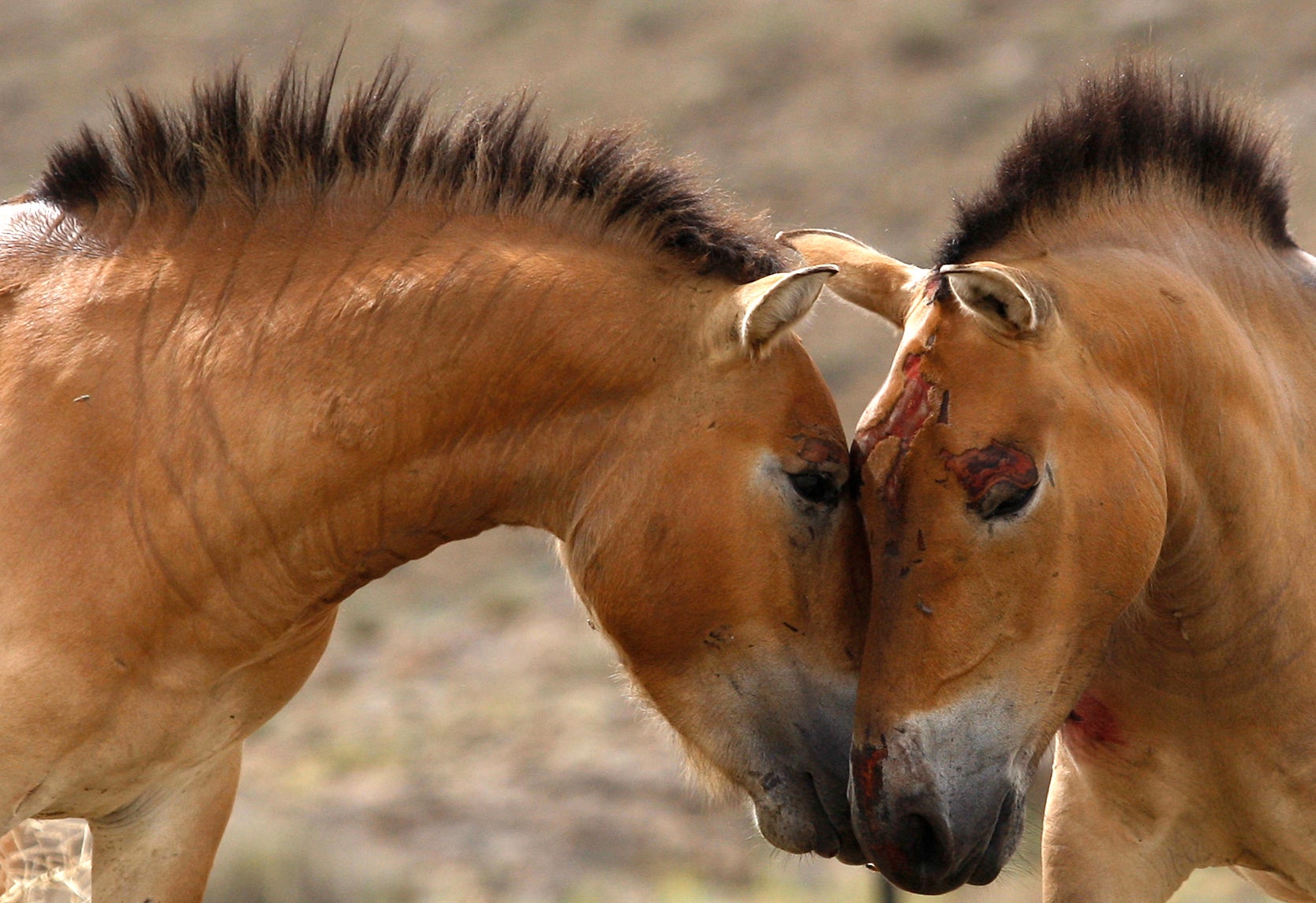 Earliest Horseback Riders