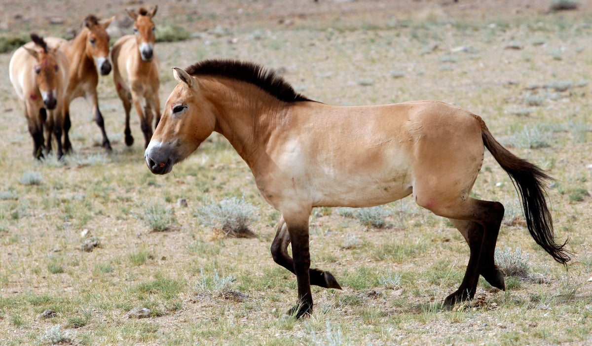 First evidence for horseback riding dates back 5,000 years