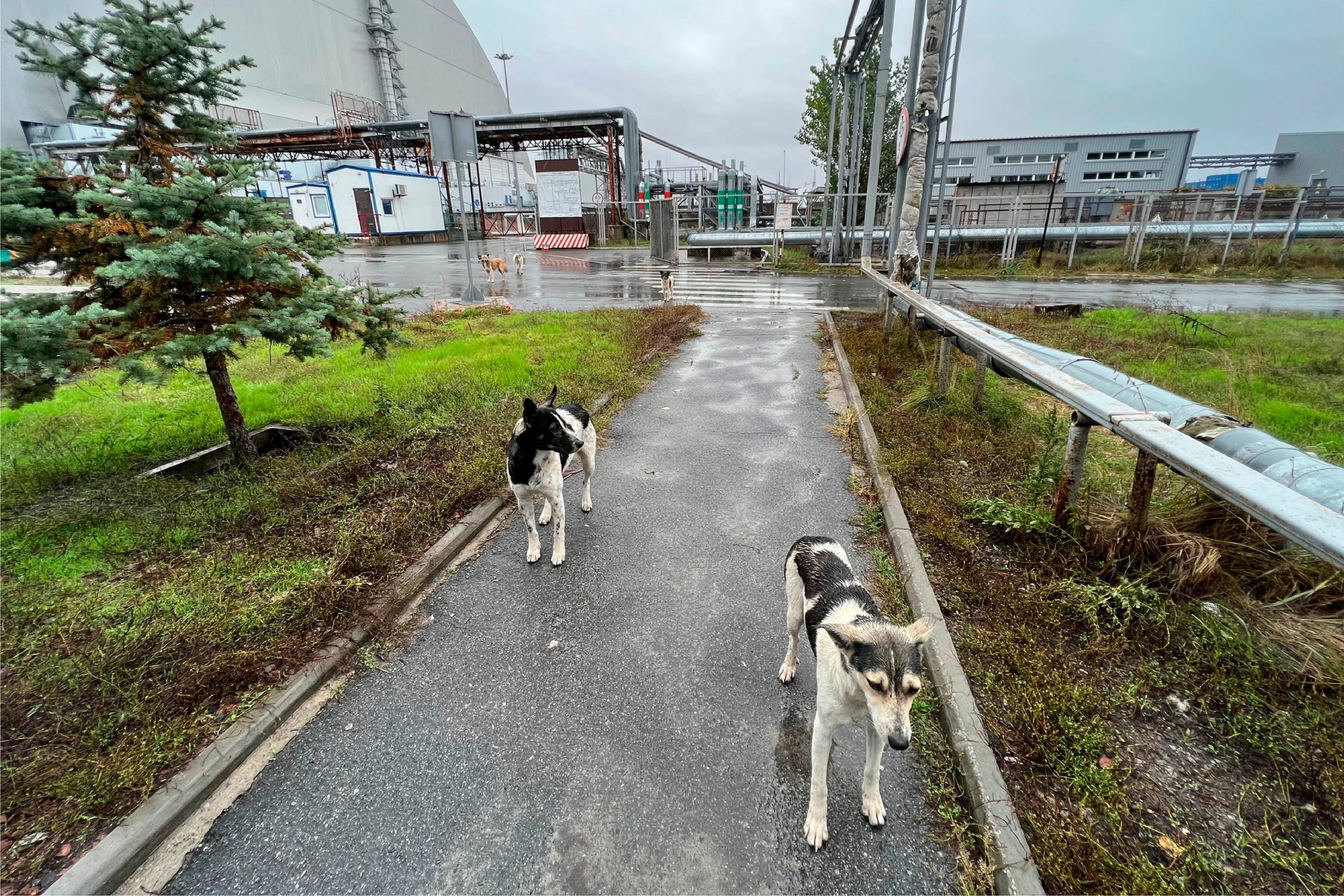 PERROS DE CHERNOBYL