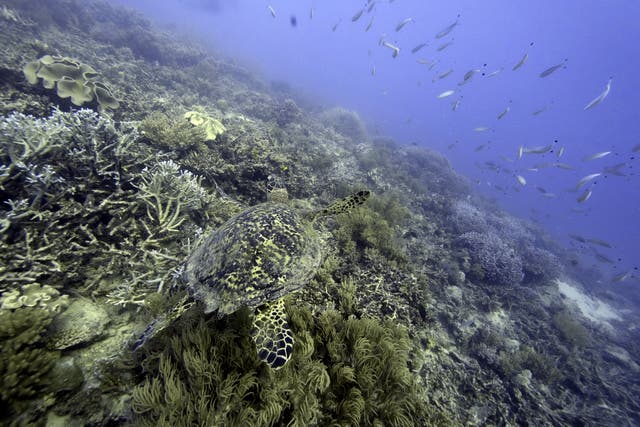 UN High Seas Biodiversity Treaty