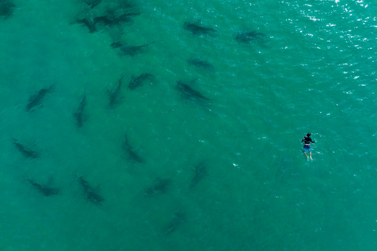 Man attacked by shark off Israeli coast after bathers seen playing with animal