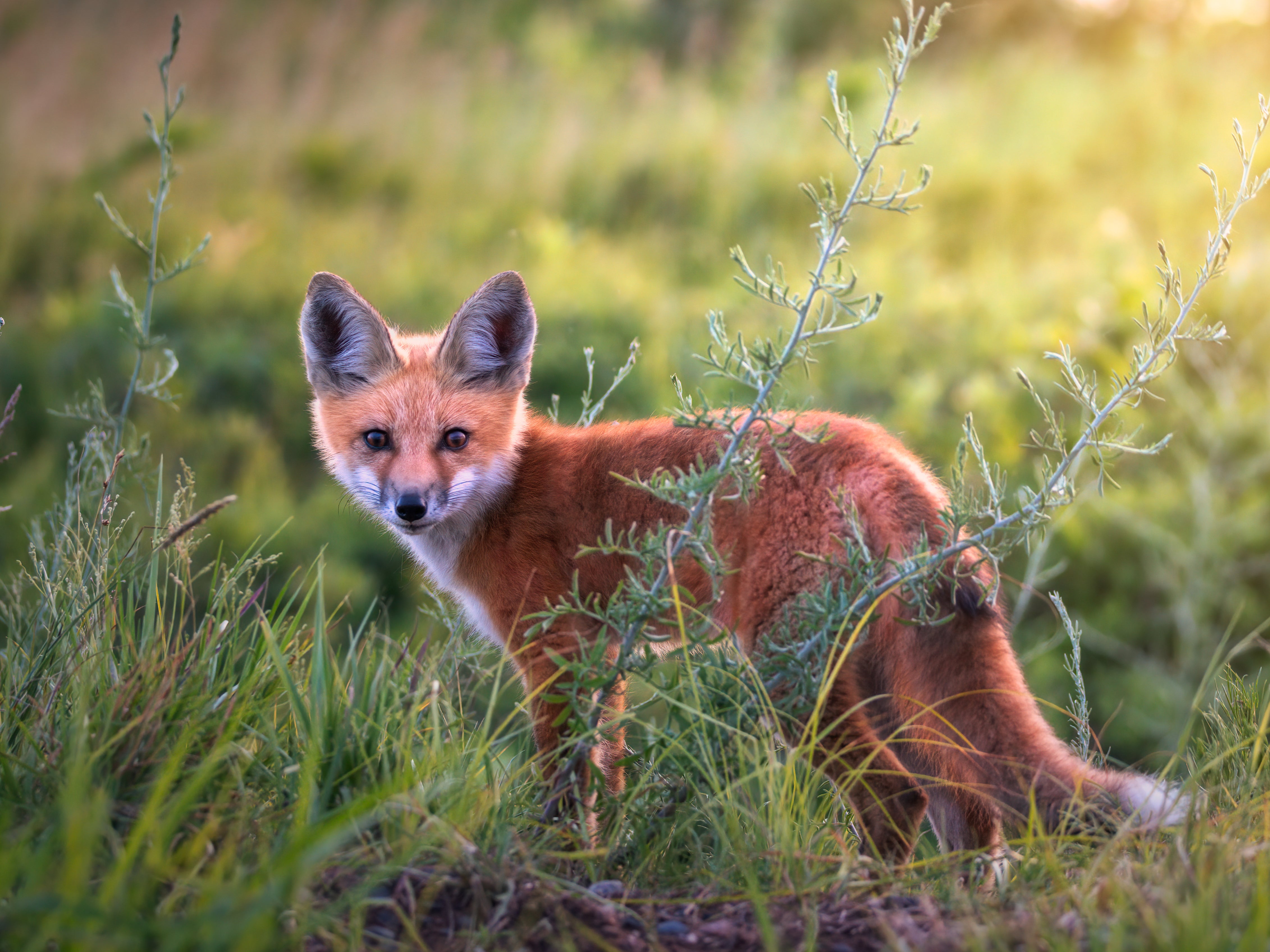 Foxes are subjected to a level of cruelty probably above any other native species